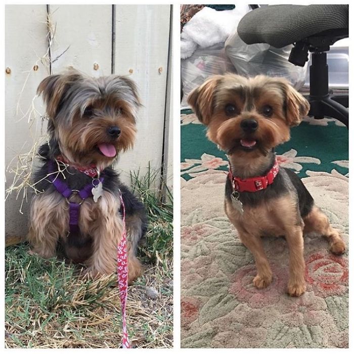 128 Dogs Before And After Their Haircuts (Add Yours) 128 Dogs Before And After Their Haircuts (Add Yours)