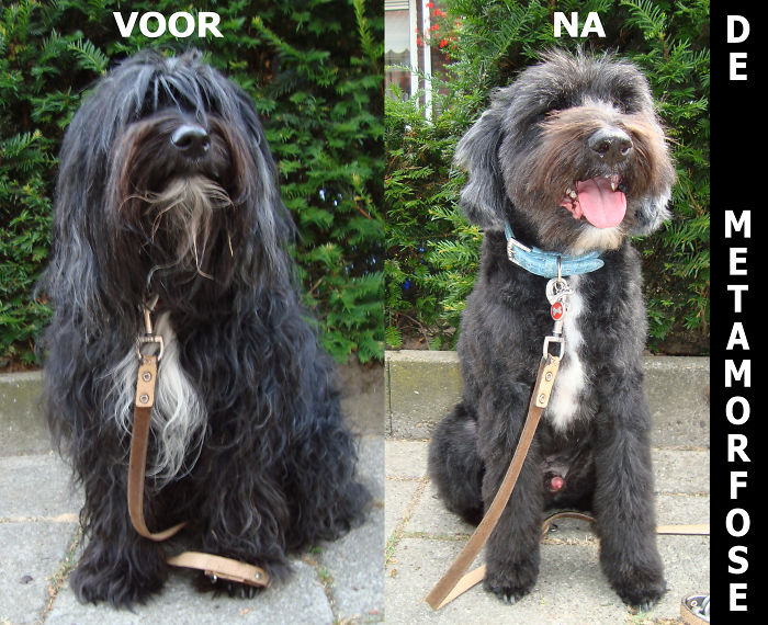 128 Dogs Before And After Their Haircuts (Add Yours) 128 Dogs Before And After Their Haircuts (Add Yours)