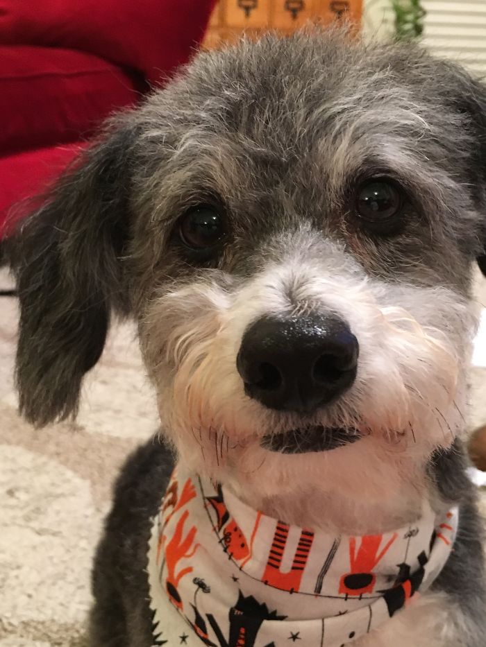 128 Dogs Before And After Their Haircuts (Add Yours) 128 Dogs Before And After Their Haircuts (Add Yours)