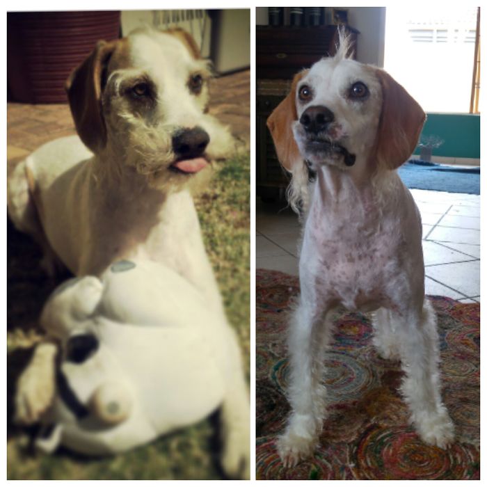 128 Dogs Before And After Their Haircuts (Add Yours) 128 Dogs Before And After Their Haircuts (Add Yours)