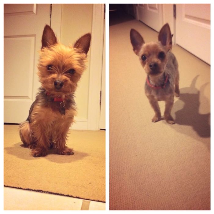 128 Dogs Before And After Their Haircuts (Add Yours) 128 Dogs Before And After Their Haircuts (Add Yours)