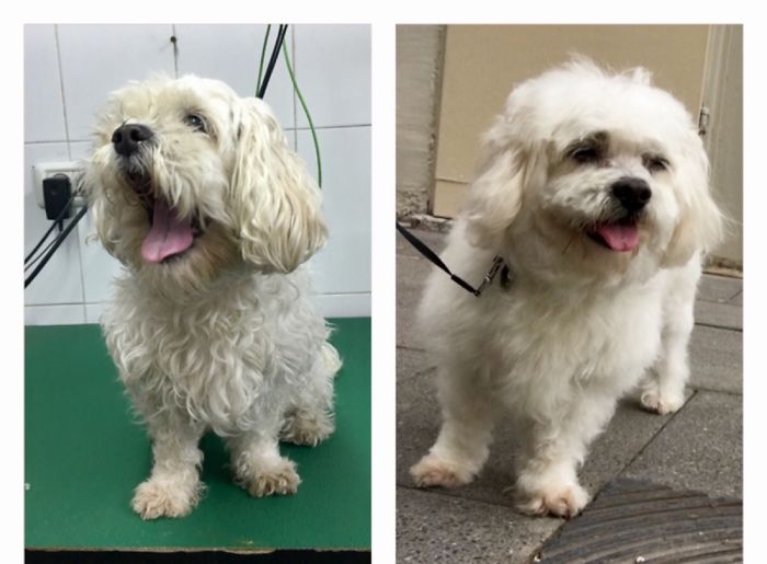 128 Dogs Before And After Their Haircuts (Add Yours) 128 Dogs Before And After Their Haircuts (Add Yours)
