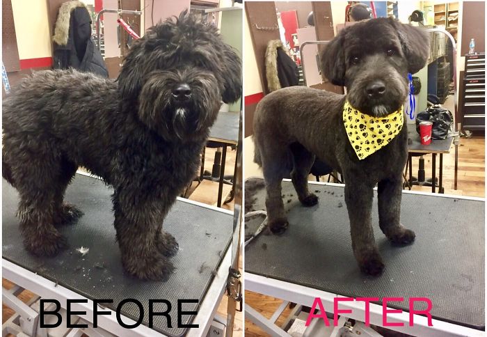 128 Dogs Before And After Their Haircuts (Add Yours) 128 Dogs Before And After Their Haircuts (Add Yours)