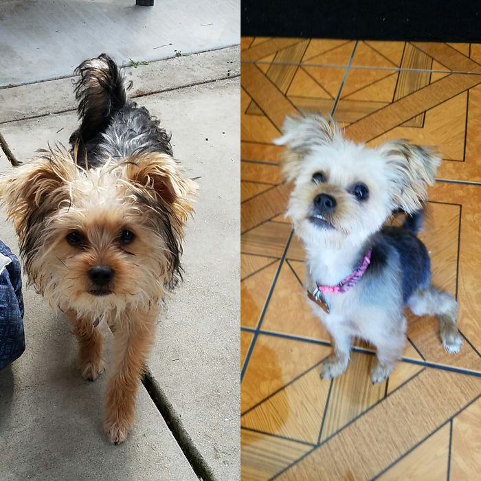 128 Dogs Before And After Their Haircuts (Add Yours) 128 Dogs Before And After Their Haircuts (Add Yours)