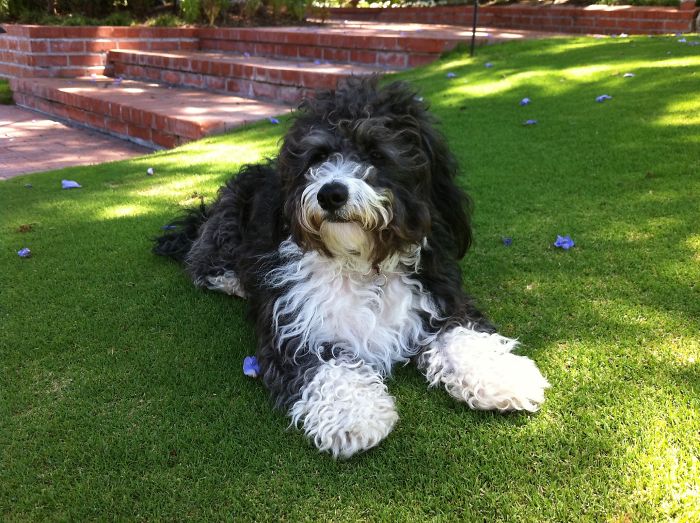 128 Dogs Before And After Their Haircuts (Add Yours) 128 Dogs Before And After Their Haircuts (Add Yours)