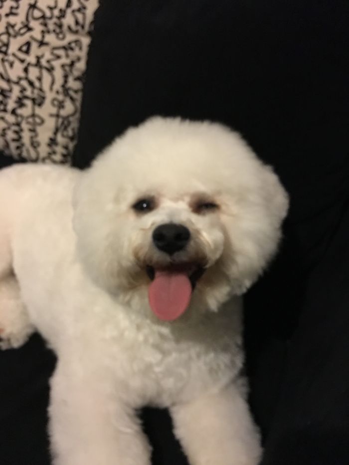 128 Dogs Before And After Their Haircuts (Add Yours) 128 Dogs Before And After Their Haircuts (Add Yours)