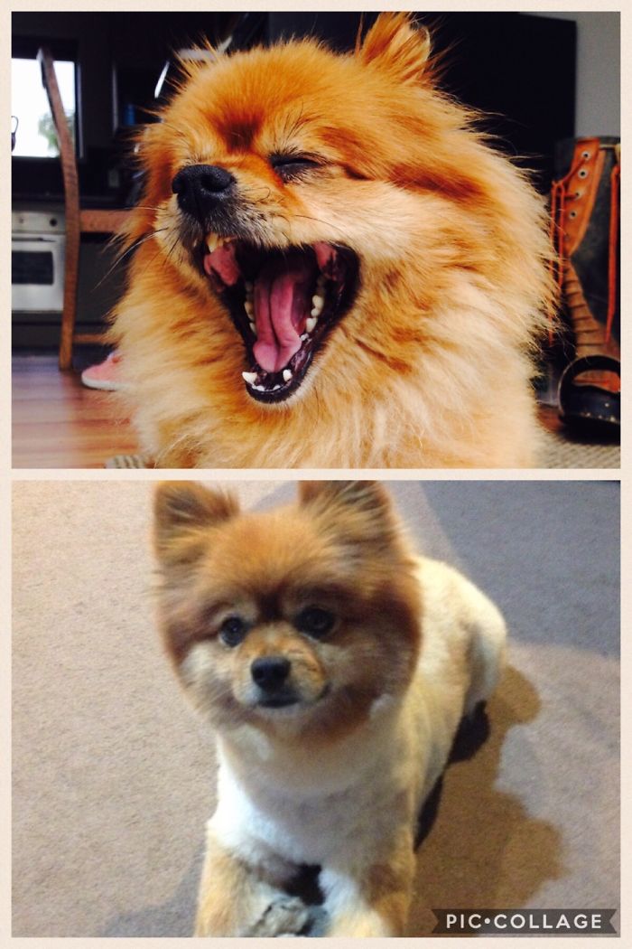 128 Dogs Before And After Their Haircuts (Add Yours) 128 Dogs Before And After Their Haircuts (Add Yours)