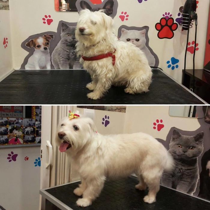 128 Dogs Before And After Their Haircuts (Add Yours) 128 Dogs Before And After Their Haircuts (Add Yours)