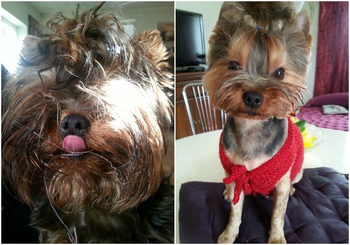 128 Dogs Before And After Their Haircuts (Add Yours) 128 Dogs Before And After Their Haircuts (Add Yours)