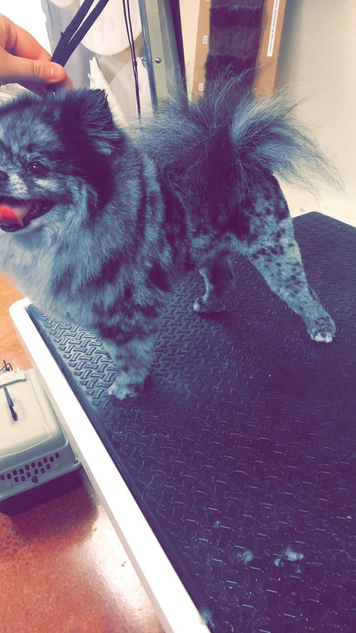 128 Dogs Before And After Their Haircuts (Add Yours) 128 Dogs Before And After Their Haircuts (Add Yours)