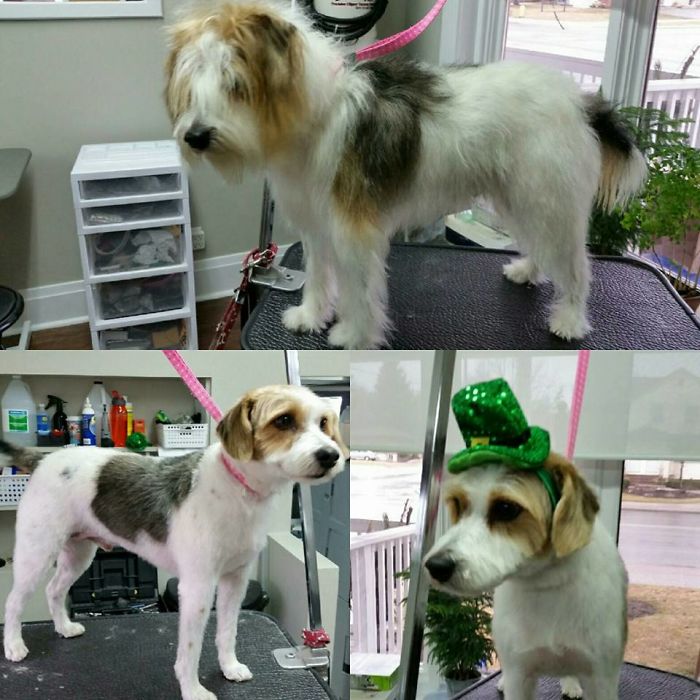128 Dogs Before And After Their Haircuts (Add Yours) 128 Dogs Before And After Their Haircuts (Add Yours)