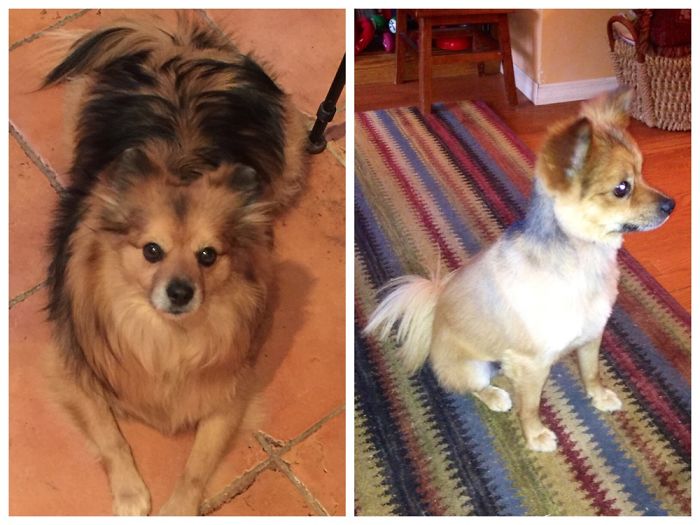 128 Dogs Before And After Their Haircuts (Add Yours) 128 Dogs Before And After Their Haircuts (Add Yours)