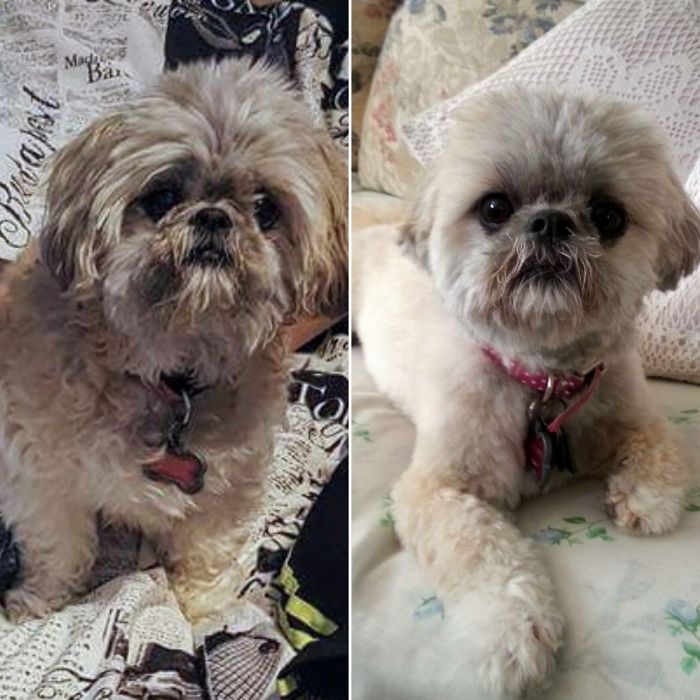 128 Dogs Before And After Their Haircuts (Add Yours) 128 Dogs Before And After Their Haircuts (Add Yours)