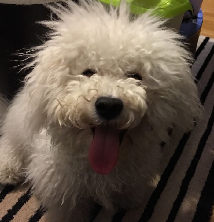 128 Dogs Before And After Their Haircuts (Add Yours) 128 Dogs Before And After Their Haircuts (Add Yours)