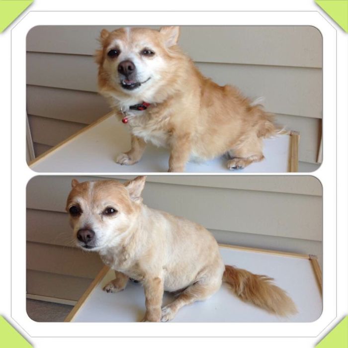 128 Dogs Before And After Their Haircuts (Add Yours) 128 Dogs Before And After Their Haircuts (Add Yours)
