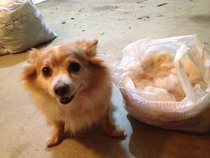 128 Dogs Before And After Their Haircuts (Add Yours) 128 Dogs Before And After Their Haircuts (Add Yours)