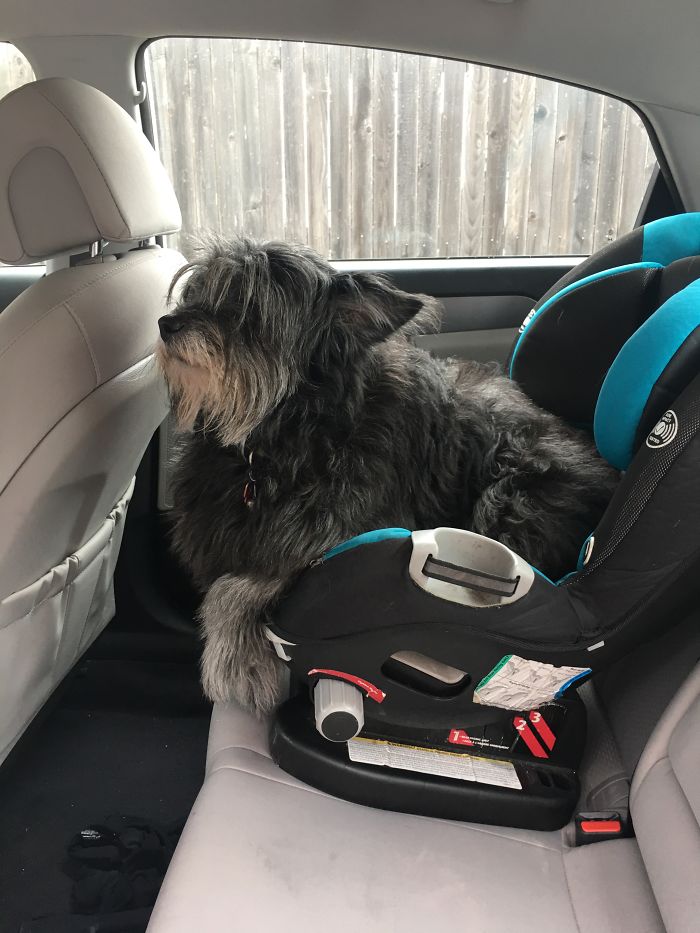 128 Dogs Before And After Their Haircuts (Add Yours) 128 Dogs Before And After Their Haircuts (Add Yours)