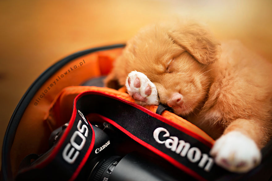 Puppies Decided To Sleep And Have Fun In My Camera Bag Puppies Decided To Sleep And Have Fun In My Camera Bag