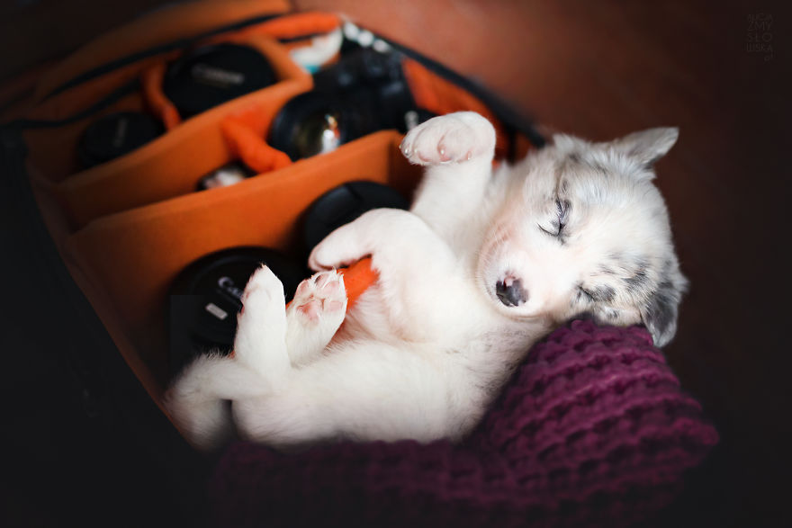 Puppies Decided To Sleep And Have Fun In My Camera Bag Puppies Decided To Sleep And Have Fun In My Camera Bag
