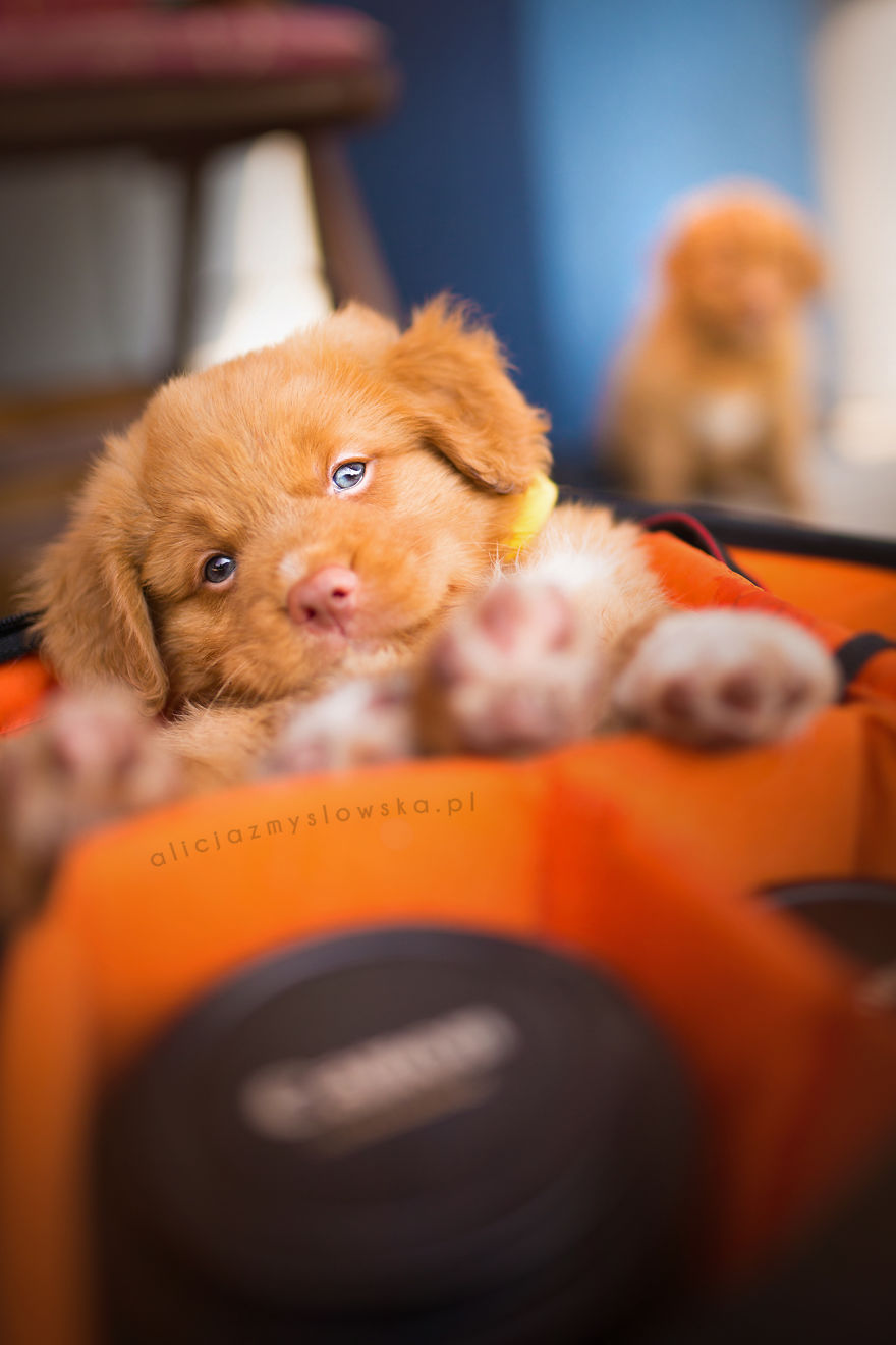 Puppies Decided To Sleep And Have Fun In My Camera Bag Puppies Decided To Sleep And Have Fun In My Camera Bag