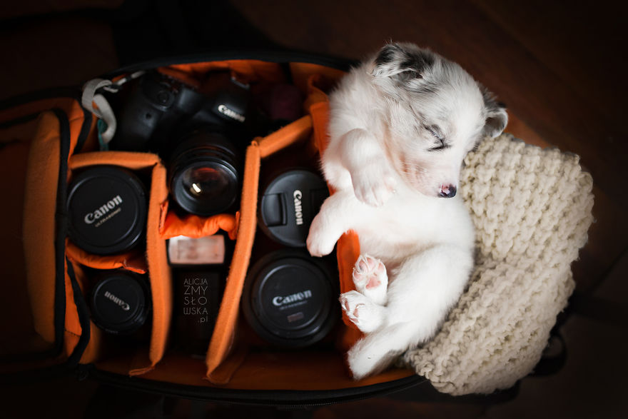 Puppies Decided To Sleep And Have Fun In My Camera Bag Puppies Decided To Sleep And Have Fun In My Camera Bag