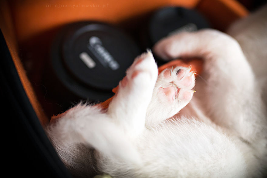 Puppies Decided To Sleep And Have Fun In My Camera Bag Puppies Decided To Sleep And Have Fun In My Camera Bag