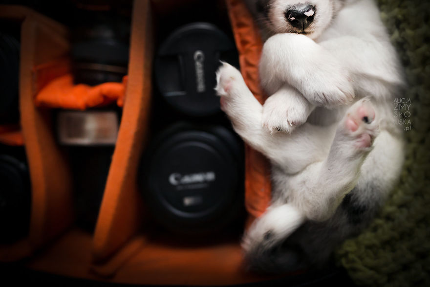 Puppies Decided To Sleep And Have Fun In My Camera Bag Puppies Decided To Sleep And Have Fun In My Camera Bag