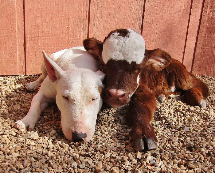 This Mini Cow Saved From Auction House Now Lives With 12 Dogs, Thinks She Is One Of Them This Mini Cow Saved From Auction House Now Lives With 12 Dogs, Thinks She Is One Of Them