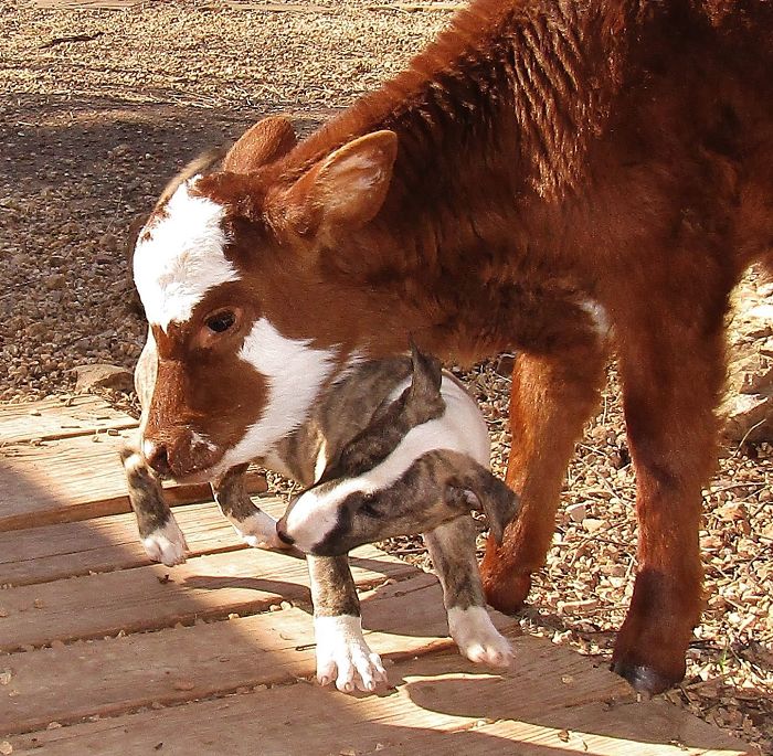 This Mini Cow Saved From Auction House Now Lives With 12 Dogs, Thinks She Is One Of Them This Mini Cow Saved From Auction House Now Lives With 12 Dogs, Thinks She Is One Of Them