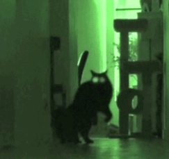 50 Pics Proving That Cats Are Actually Demons 50 Pics Proving That Cats Are Actually Demons