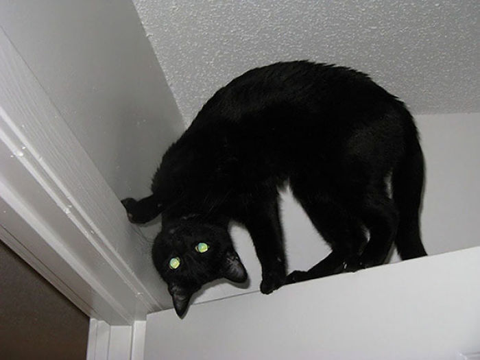 50 Pics Proving That Cats Are Actually Demons 50 Pics Proving That Cats Are Actually Demons