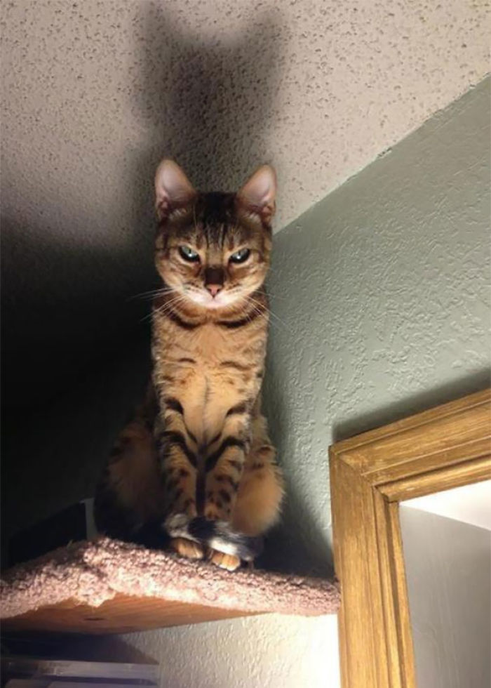 50 Pics Proving That Cats Are Actually Demons 50 Pics Proving That Cats Are Actually Demons