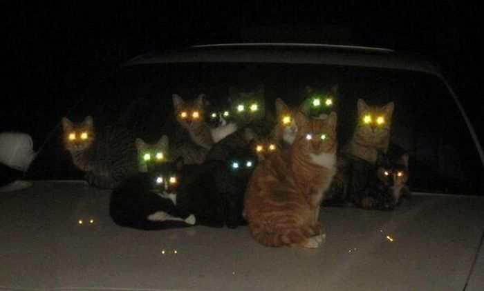 50 Pics Proving That Cats Are Actually Demons 50 Pics Proving That Cats Are Actually Demons