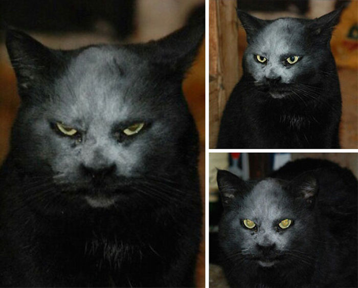 50 Pics Proving That Cats Are Actually Demons 50 Pics Proving That Cats Are Actually Demons