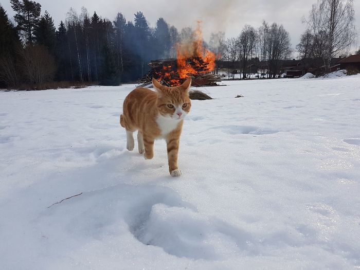 50 Pics Proving That Cats Are Actually Demons 50 Pics Proving That Cats Are Actually Demons