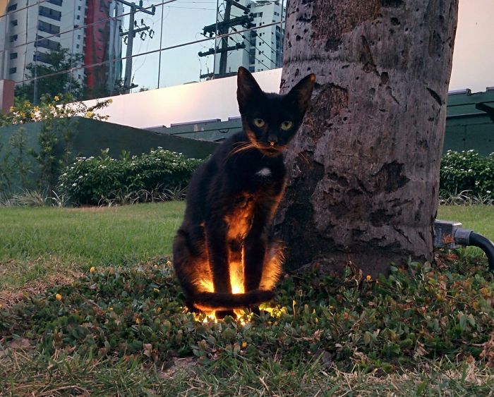 50 Pics Proving That Cats Are Actually Demons 50 Pics Proving That Cats Are Actually Demons