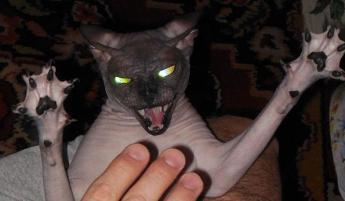 50 Pics Proving That Cats Are Actually Demons 50 Pics Proving That Cats Are Actually Demons