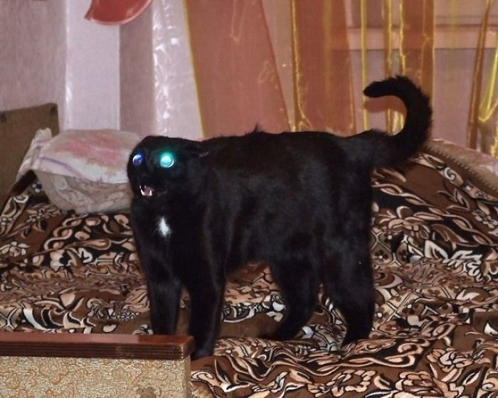 50 Pics Proving That Cats Are Actually Demons 50 Pics Proving That Cats Are Actually Demons