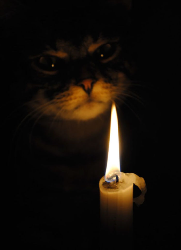 50 Pics Proving That Cats Are Actually Demons 50 Pics Proving That Cats Are Actually Demons