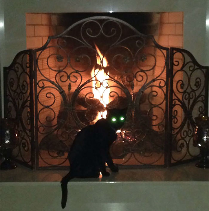 50 Pics Proving That Cats Are Actually Demons 50 Pics Proving That Cats Are Actually Demons