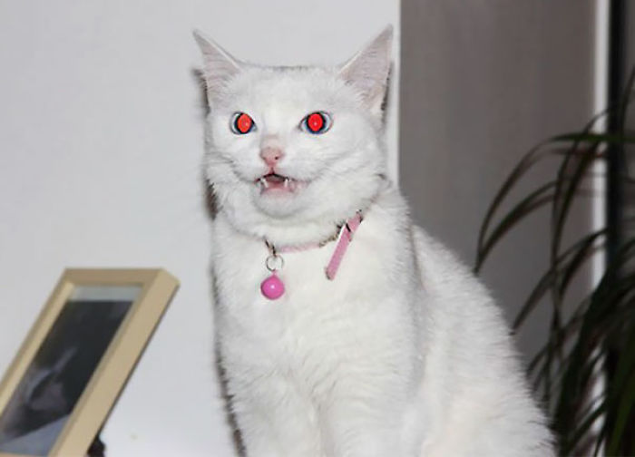 50 Pics Proving That Cats Are Actually Demons 50 Pics Proving That Cats Are Actually Demons