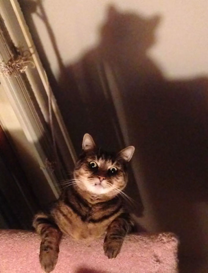 50 Pics Proving That Cats Are Actually Demons 50 Pics Proving That Cats Are Actually Demons