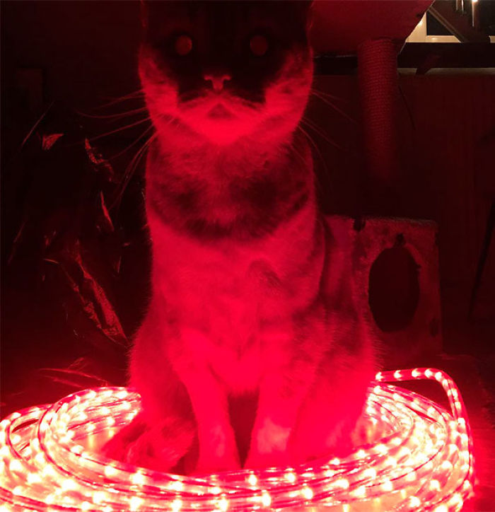 50 Pics Proving That Cats Are Actually Demons 50 Pics Proving That Cats Are Actually Demons