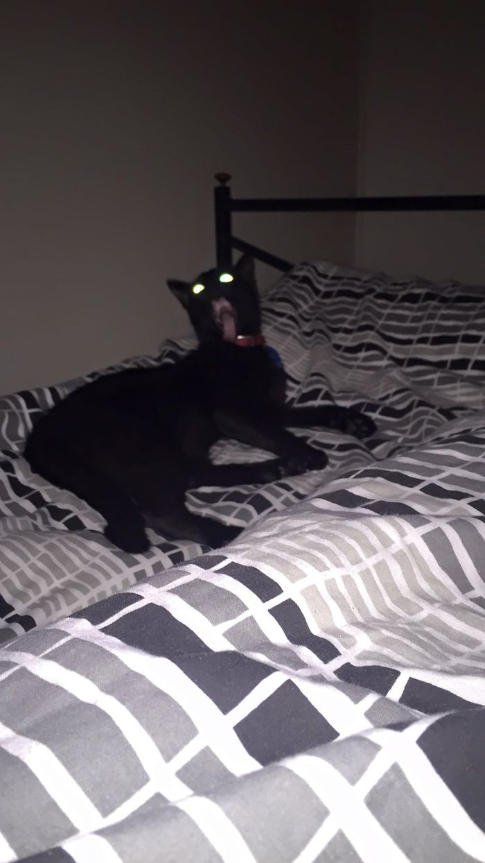 50 Pics Proving That Cats Are Actually Demons 50 Pics Proving That Cats Are Actually Demons