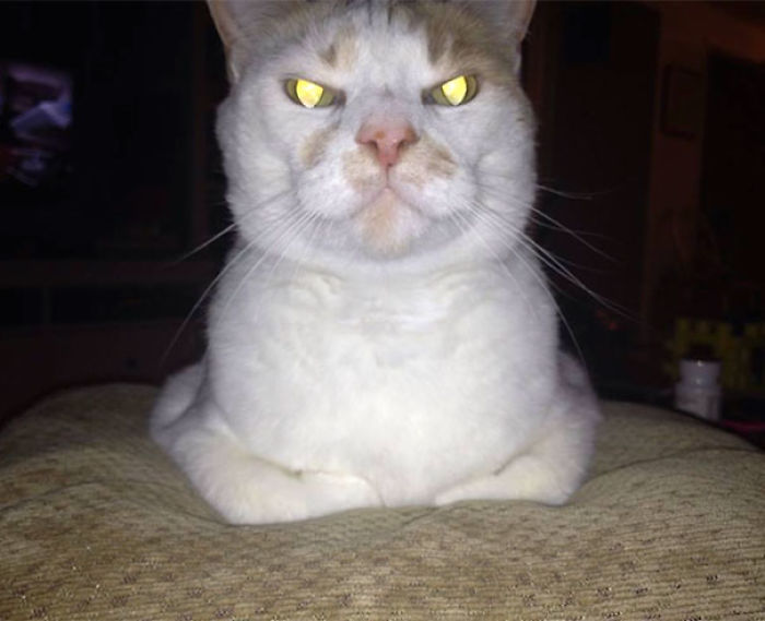 50 Pics Proving That Cats Are Actually Demons 50 Pics Proving That Cats Are Actually Demons