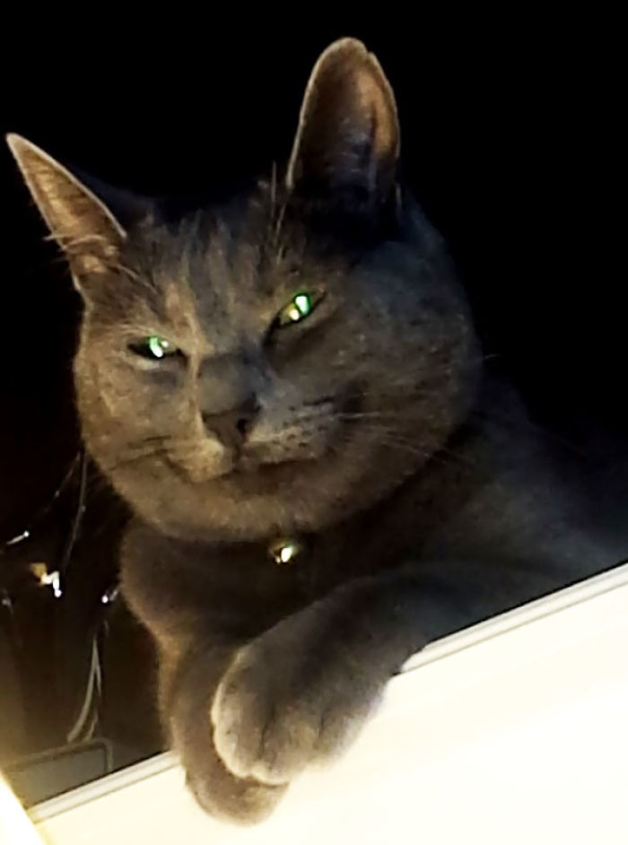 50 Pics Proving That Cats Are Actually Demons 50 Pics Proving That Cats Are Actually Demons