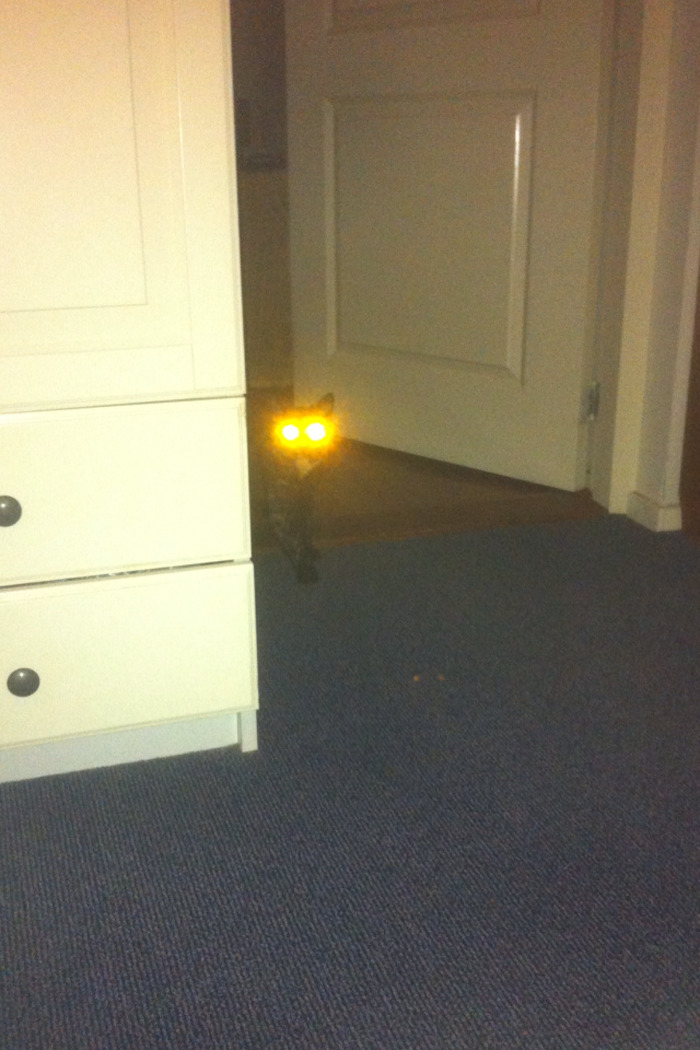 50 Pics Proving That Cats Are Actually Demons 50 Pics Proving That Cats Are Actually Demons