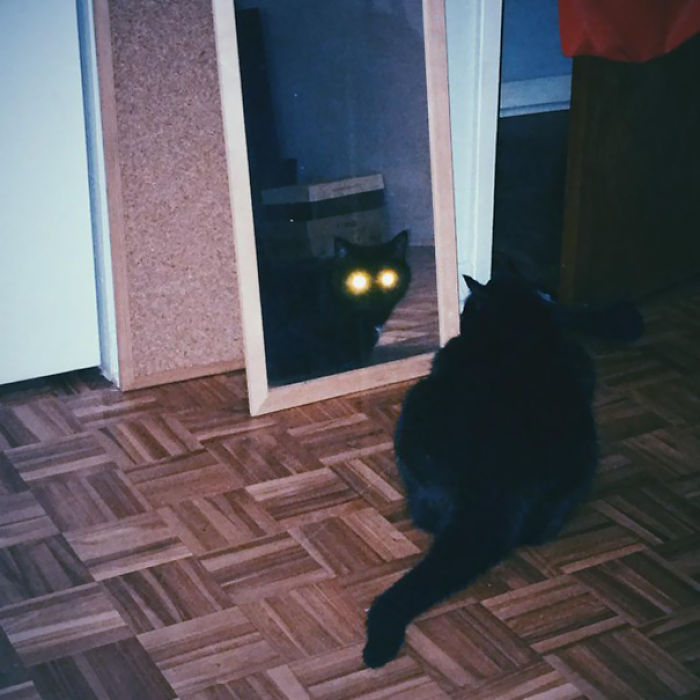 50 Pics Proving That Cats Are Actually Demons 50 Pics Proving That Cats Are Actually Demons
