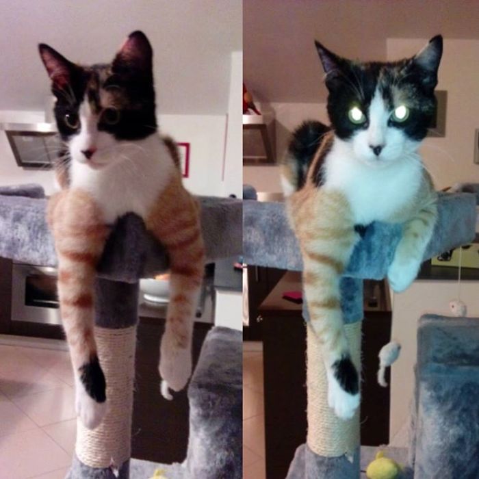 50 Pics Proving That Cats Are Actually Demons 50 Pics Proving That Cats Are Actually Demons