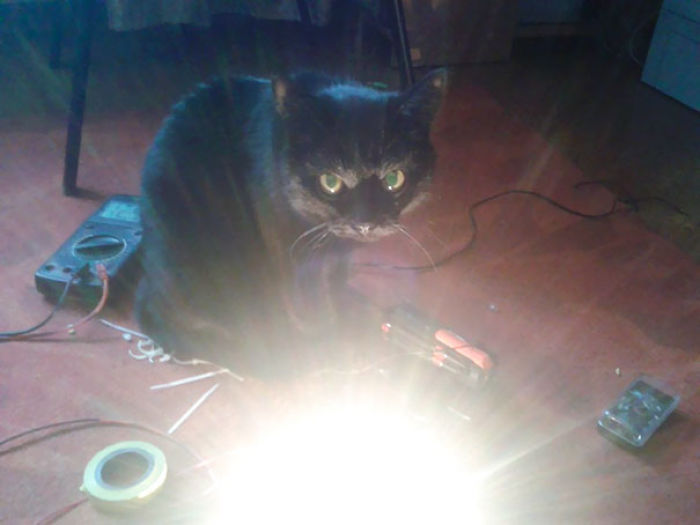 50 Pics Proving That Cats Are Actually Demons 50 Pics Proving That Cats Are Actually Demons